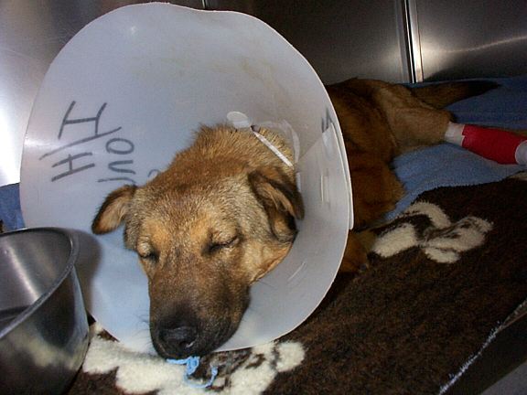 Laika1.jpg