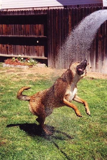 wet_dog.jpg