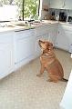 sandwich_dog2