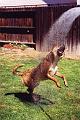 wet_dog